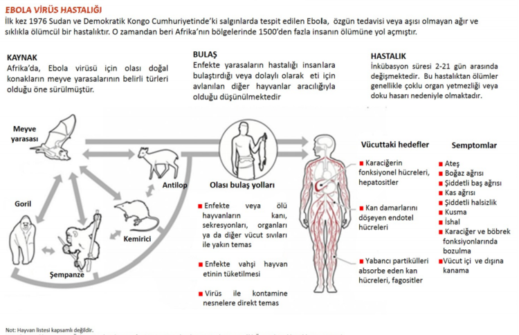 Ebola virusu Bulaşma yolları şema