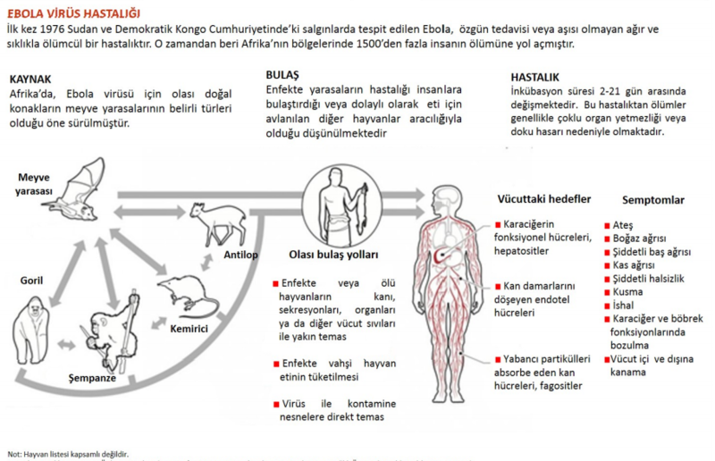 Dosya:Ebolabulasi.PNG
