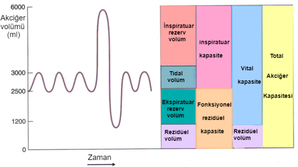 Akci Er Vol Mleri Ve Kapasiteleri Tiplopedi